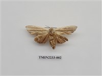 藏品(褐脈舟蛾)的圖片